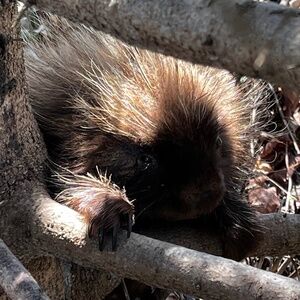 Meet your Posher, Sofi